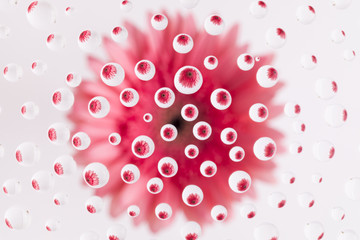 Pink Gerbera Daisy water drops, macro