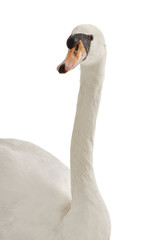 Fototapeta premium gorgeous white swan portrait on white background