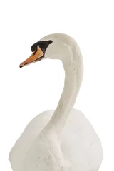  portrait of a white swan on white background © riccardo