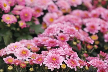 Pink chrysanthemum flower in tropical