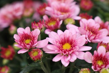 Pink chrysanthemum flower in tropical