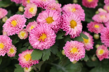 Pink chrysanthemum flower in tropical