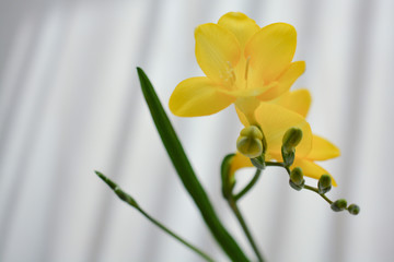 一輪のフリージア