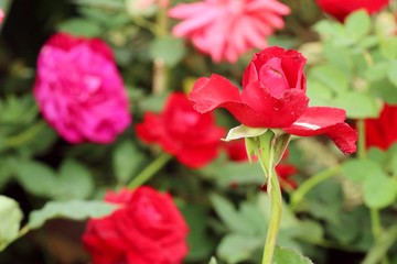 Beautiful roses in tropical