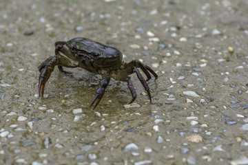 Crab walking on the road with rain