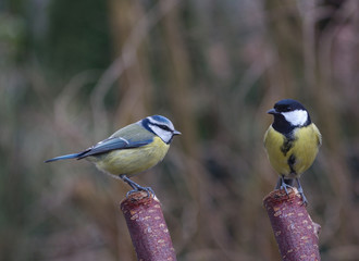 Obraz premium two bird tit on branch
