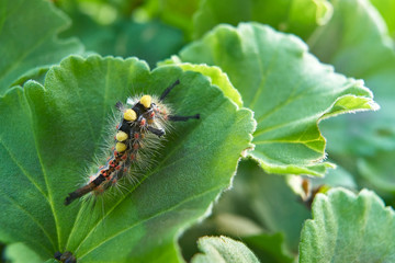 Wyjątkowy owad na zielonym liściu - strojny samczyk z żółtym pióropuszem, owłosiony i wielobarwny - obrazy, fototapety, plakaty