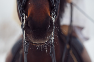 Nose is horse. Close-up detail of brown horse, bridle, saddle. Winter, snow