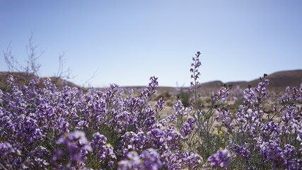 Kwiaty na pustyni w dolinie Arava Izrael