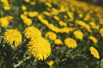 Yellow dandelion field closeup. Flower background.