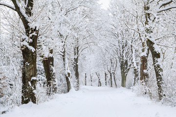 The winter road in a deep snow