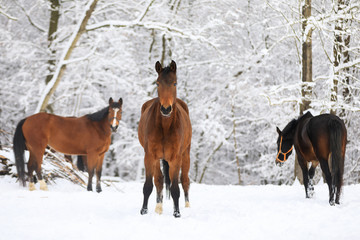 Horses on the snowy meadow