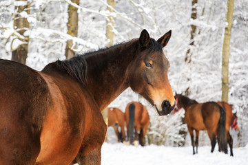 The horse portrait at winter