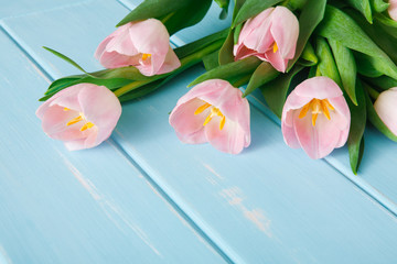 Pink tulips on blue wood background, copy space