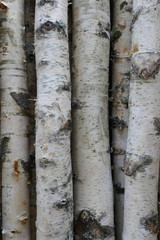 Birkenstämme für Brennholz, Bauholz oder Dekoration. 
Betula Papyrifera. Natürlicher hölzerner Hintergrund