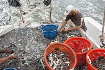 Fishermen sorting catch of the deck of a trawler.