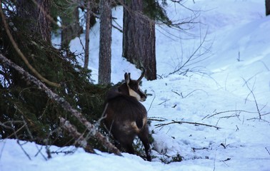 Young chamois in the snow, Valnontey wood, Aosta Valley, Gran Paradiso National Park, Italy