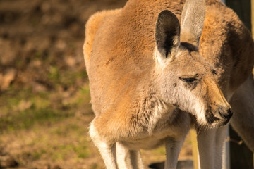 Kangaroo 2