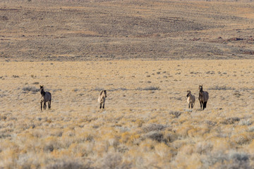 Herd of Wild Horses in the Utah Desert