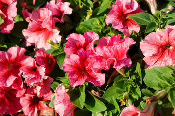 Obraz na płótnie Canvas Petunia flowers bloom in garden closeup