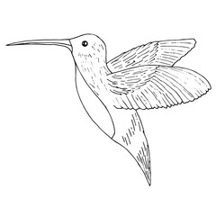 Hummingbird illustration, colibri bird