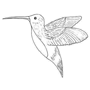 Hummingbird illustration, colibri bird