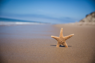 Fototapeta na wymiar A Starfish in the Ocean