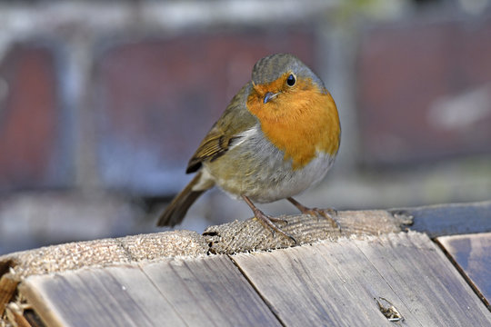 Rotkehlchen (Erithacus rubecula) - robin 