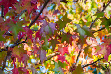 Bright and brilliant autumnal maple leaves with the sun shining through them.