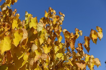 Branches of cercis canadensis against blue sky in autumn