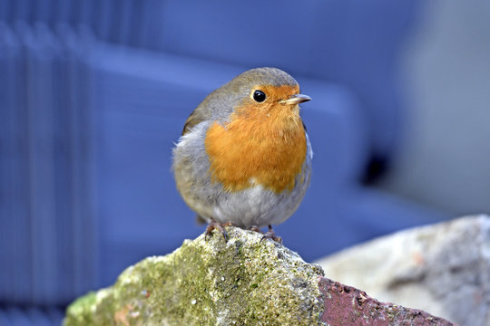 Rotkehlchen (Erithacus rubecula) - robin 