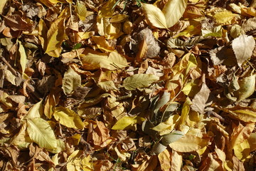 Warm colors of autumn - fallen leaves background