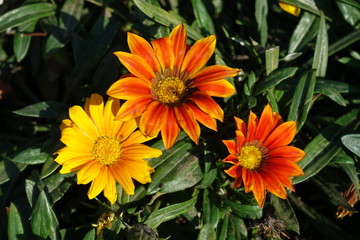 Golden yellow, orange and red flowers of gazania