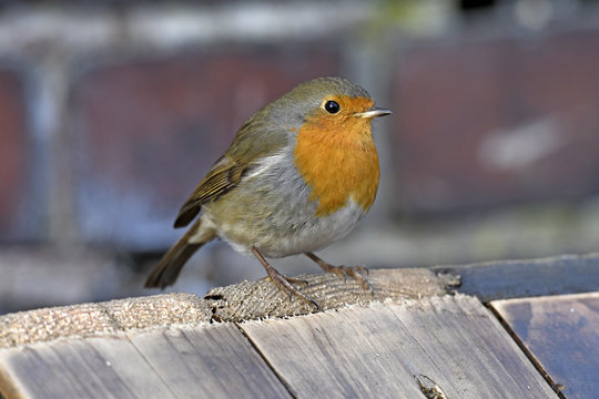 Rotkehlchen (Erithacus rubecula) - robin 