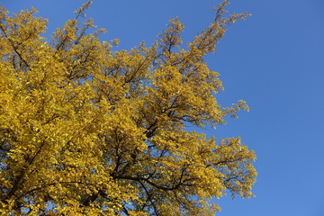 Crown of mulberry tree against blue sky in autrumn
