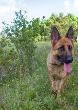 German shepherd on walk in wild