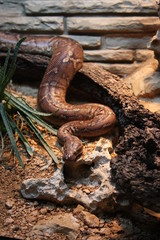 Slithering Snake