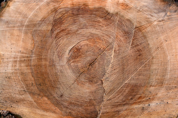 Baumscheibe