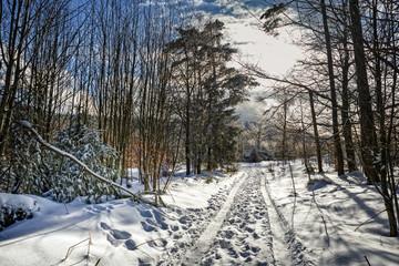 Road in beautiful winter forest