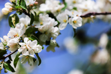 Obraz na płótnie Canvas White flowers of cherry