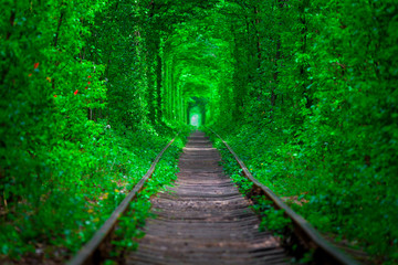 Fototapeta premium a railway in the spring forest