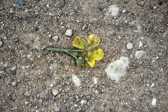 Crushed car hollyhock flower yellow on dirt road