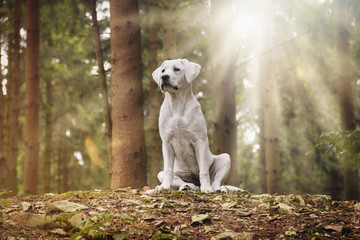 young labrador retriever dog in the forest