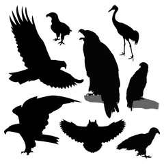 Silhouettes of birds.