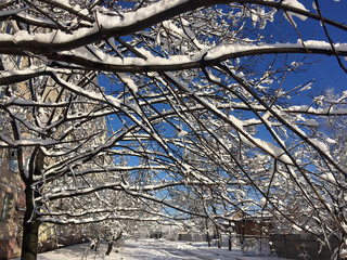Snow-covered branches of trees