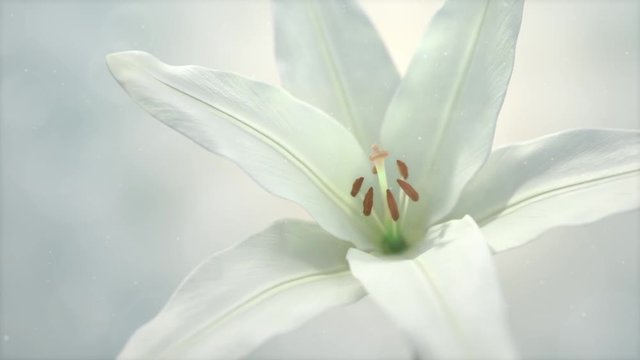 White pinky lily lilium timelapse budding flower