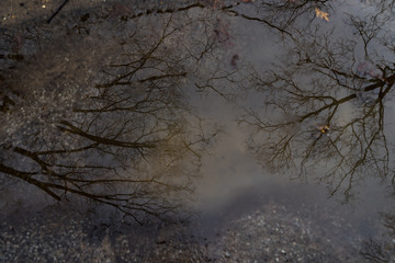 reflection in puddle 