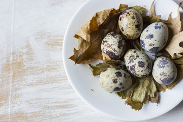Quail eggs in a coffee cup and a bird nest with leaves on a white wooden background