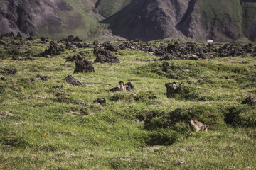 mammut