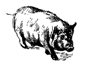 Domestic pig